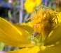 Spider having breakfast