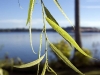 Willow Leaves