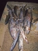 A big pile of Mackerel and Tuna.