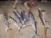 Tasty fresh fish - none for the photographer!