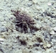 Unidentified Hermit Crab