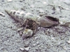Unidentified Hermit Crab