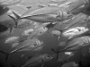 Bigeye Trevally (Caranx sexfasciatus)