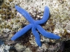 Blue Starfish (Linckia laevigata)