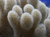 Lobed Leather Coral (Lobophytum sp.)
