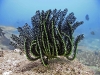 Feather Star (Crinoid) (Comantheria briareus)
