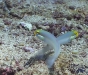 Bluestreak Goby (Valenciennea strigata)