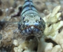 Reef Lizardfish (Synodus variegatus)