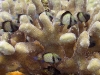 Reticulated Dascyllus