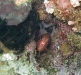 Peppered Squirrelfish (Sargocentron punctatissimum)