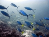 Yellowtail Fusiliers and unidentified Fusiliers