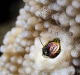 A tiny crustacean