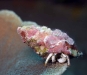 Hermit crab