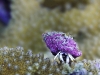 Hermit crab