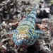 Lizardfish