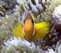 Orange-finned Anemonefish