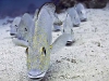 Silver sweetlips (sub-adult)