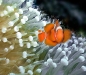 Spinecheek Anemonefish