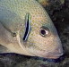 Silver sweetlips (sub-adult) with cleaner wrasse