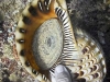 Living Triton shell