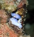 Nudibranch on The Doilon