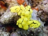 Nudibranch - Notodoris minor