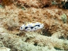 Nudibranch
