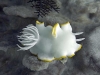 Ardeadoris egretta