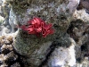 Nudibranch eegs