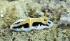 Nudibranch