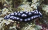 Nudibranch