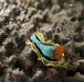 Nudibranch