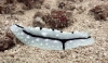 Nudibranch