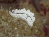 Nudibranch