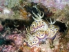 Nudibranch