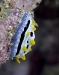 Phyllidia coelestis
