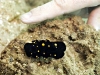 Unknown species of nudibranch (possibly juvenile)