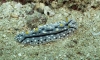 Phyllidia exquisita