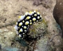 Phyllidia varicosa