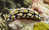 Phyllidia varicosa