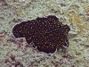 Stellar Nudibranch