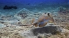 Blue-Spotted Stingray (Dasyatis kuhlii)