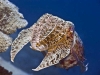 Broadclub Cuttlefish (Sepia latimanus)
