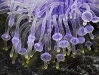 Bulb Anemone (Entacmaea quadricolor)