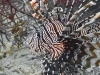 Common Lionfish (Pterois volitans)