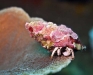 Hermit Crab (Calcinus minutus)