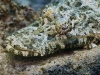 Longsnout Flathead (Thysanophrys chiltonae)