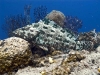 Netfin Grouper (Epinephelus miliaris)