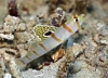 Randall's Shrimpgoby (Amblyeleotris randalli)