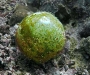 Sailor's Eyeball (Valonia ventricosa)